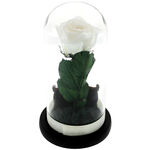 Gift for teacher, a white cryogenic rose under dome with a message 3