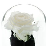 Gift for teacher, a white cryogenic rose under dome with a message 5