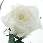 Gift for teacher, a white cryogenic rose under dome with a message 6