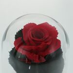 Set cadou învățătoare trandafir criogenat cu agendă și pix 6