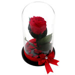 Red cryogenated rose in glass dome 1