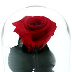 Cryogenic red rose under dome with message I love you 4