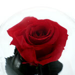 Cryogenic red rose under dome with message I love you 5
