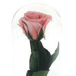 Trandafir Criogenat Roz cu Noroc 4