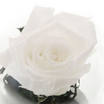 Kriogénezett fehér rózsa 4