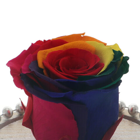 Trandafir Criogenat Multicolor
