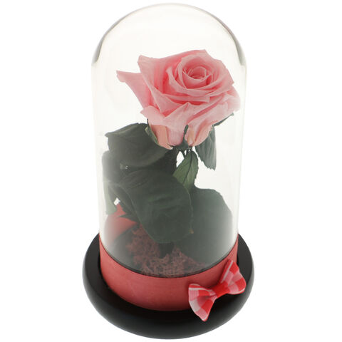 Trandafir Criogenat Pink Rose