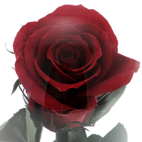 Trandafir Criogenat Red Rose