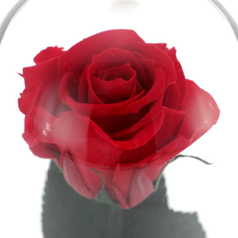 Trandafir Criogenat Rosu de Paste