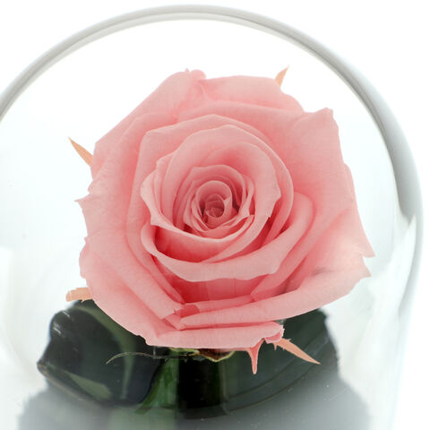 Trandafir Criogenat Roz cu Noroc