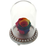 Forever Rose Rainbow 1