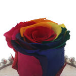 Forever Rose Rainbow 3