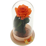 Orange Forever Rose 1