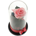 Trandafir Criogenat Pink Rose 2