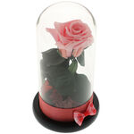 Trandafir Criogenat Pink Rose 3