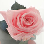 Trandafir Criogenat Pink Rose 4