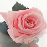 Forever Pink Rose 4