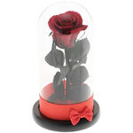 Trandafir Criogenat Red Rose 1