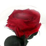 Trandafir Criogenat Rosu de Craciun 3