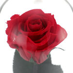 Húsvéti vörös kriogén rózsa 3