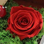 Trandafir criogenat rosu in cufar cu cosar Te iubesc 6