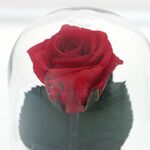 Kriogén vörös rózsa kupola alatt születésnapi üzenettel 3
