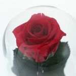 Kriogén vörös rózsa kupola alatt születésnapi üzenettel 4