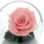 Trandafir Criogenat Roz cu Noroc 3