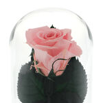 Trandafir criogenat roz sub cupola cu mesaj pentru doamna invatatoare 4
