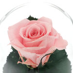 Trandafir criogenat roz sub cupola cu mesaj pentru doamna invatatoare 5