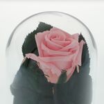 Pink cryogenic rose under glass dome with the message Happy Birthday 4