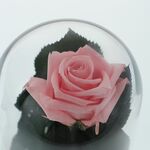 Pink cryogenic rose under glass dome with the message Happy Birthday 5