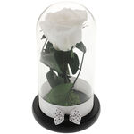 Trandafir Criogenat White Rose 1