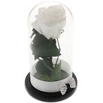 Trandafir Criogenat White Rose 3